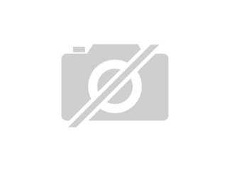 Amherstfasane / Diamantfasane - phänotypisch artenrein